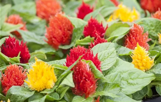 Celosia argentea var. plumosa Celosia argentea var. plumosa