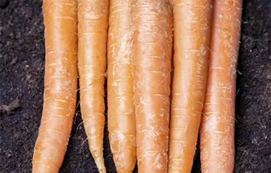 Daucus carota var. sativus Daucus carota var. sativus