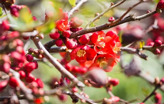 Chaenomeles japonica Chaenomeles japonica
