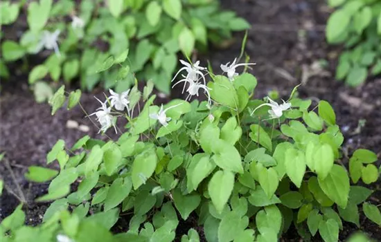 Epimedium Epimedium