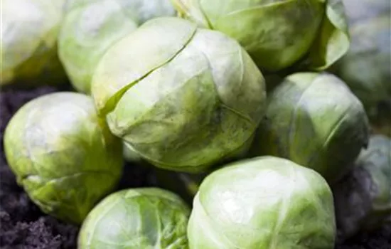 Brassica oleracea var. gemmifera Brassica oleracea var. gemmifera