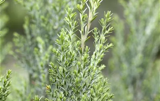 Chamaecyparis lawsoniana 'Ellwoodii' Chamaecyparis lawsoniana 'Ellwoodii'