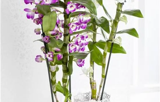 Dendrobium nobile Dendrobium nobile