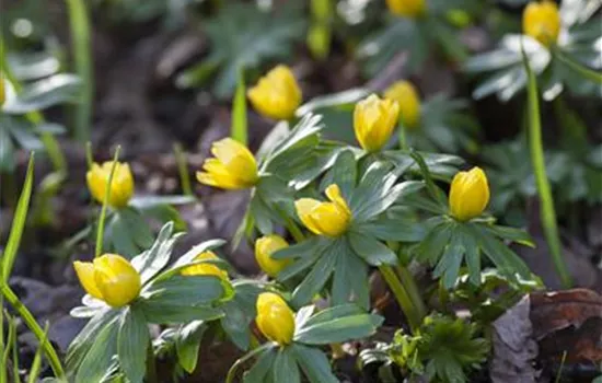 Eranthis hyemalis Eranthis hyemalis