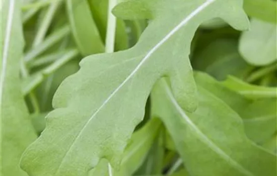 Eruca sativa Eruca sativa