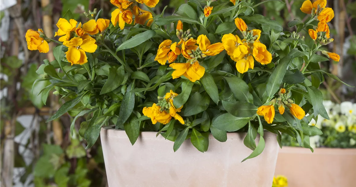 Luciana Salazar porno Onlayn havaskor jinsiy aloqa