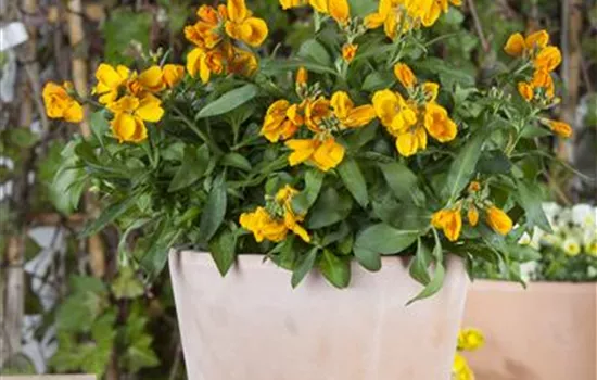 Erysimum cheiri Erysimum cheiri