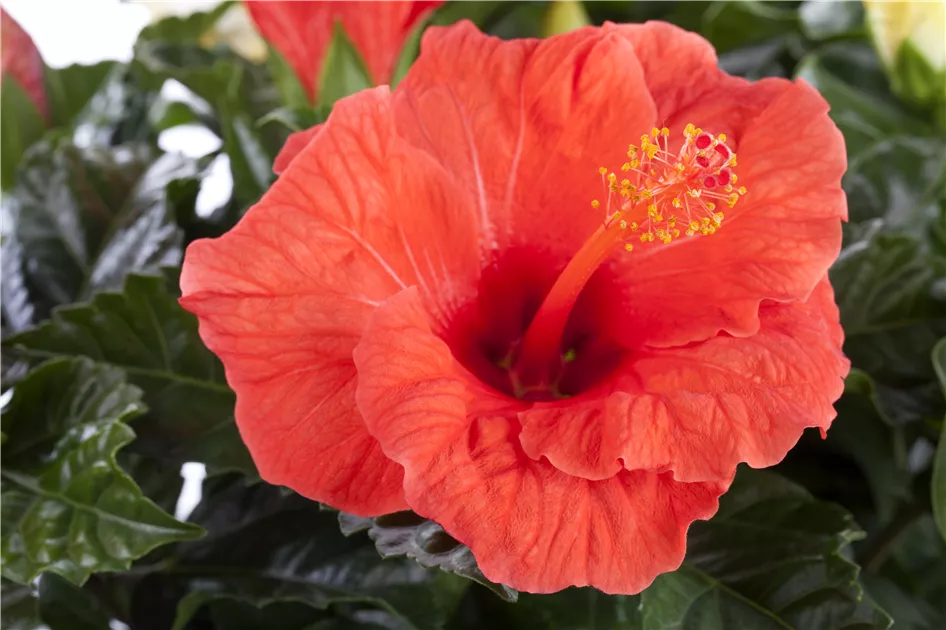 Hibiscus rosa sinensis
