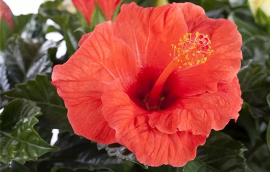 Hibiscus rosa-sinensis Hibiscus rosa-sinensis