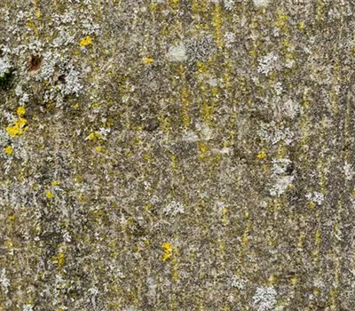 Antirrhinum majus, rot