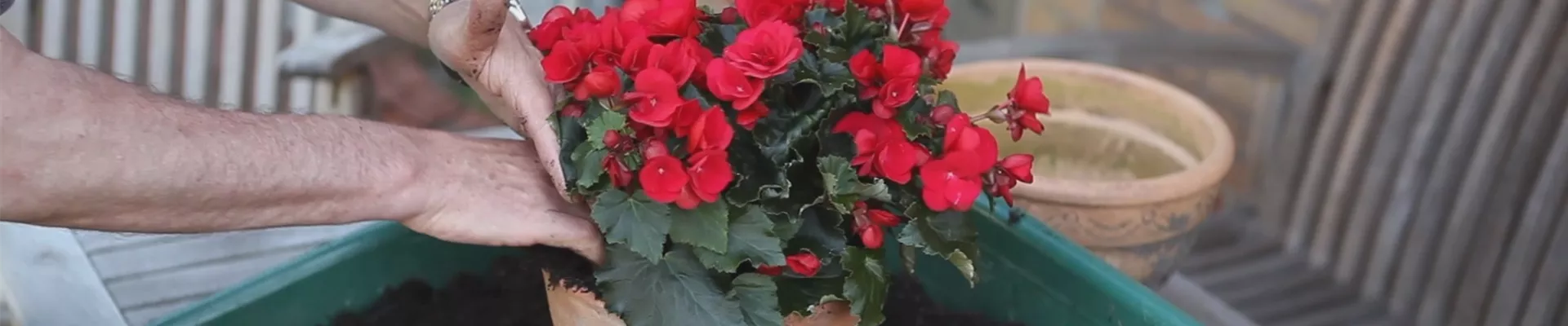 Blumenkübel - Bepflanzen mit Sommerblumen (thumbnail) Blumenkübel - Bepflanzen mit Sommerblumen (thumbnail)