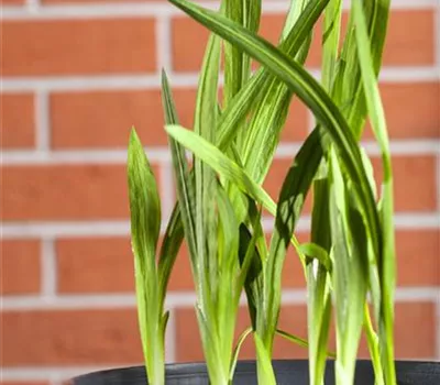 Antirrhinum majus, weiß