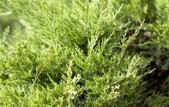 Juniperus x pfitzeriana 'Mint Julep' Juniperus x pfitzeriana 'Mint Julep'