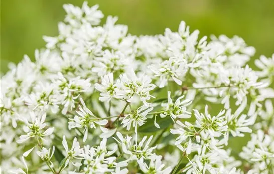 Euphorbia hypericifolia 'Diamond Frost'(s) Euphorbia hypericifolia 'Diamond Frost'(s)