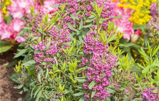 Kalmia angustifolia Kalmia angustifolia