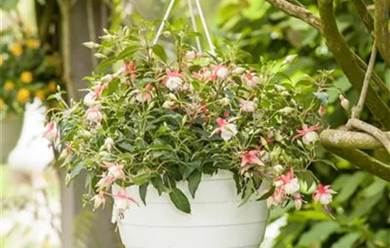 Fuchsia Hybride Fuchsia Hybride