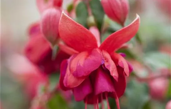 Fuchsia 'Jollies'® Fuchsia 'Jollies'®