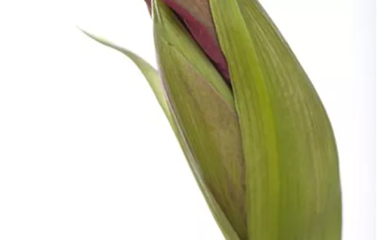 Hippeastrum 'Kolibri' Hippeastrum 'Kolibri'