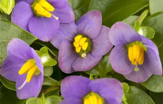 Exacum affine Exacum affine