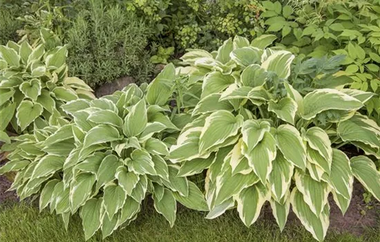 Hosta sieboldii Hosta sieboldii
