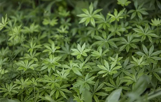 Galium odoratum Galium odoratum