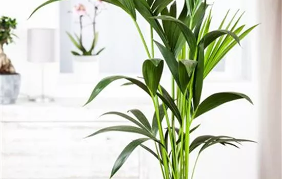 Howea forsteriana Howea forsteriana