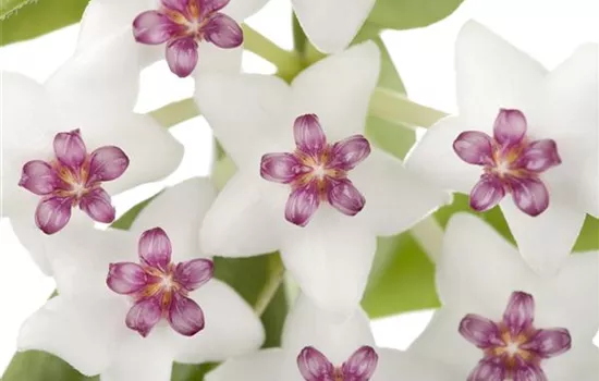 Hoya carnosa Hoya carnosa