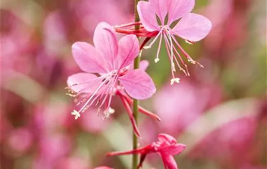Gaura lindheimeri Gaura lindheimeri