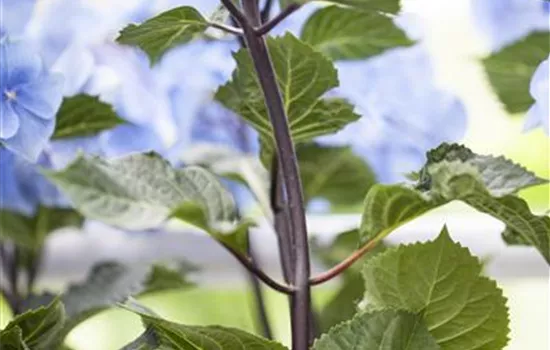 Hydrangea 'Black Steel'® Hydrangea 'Black Steel'®