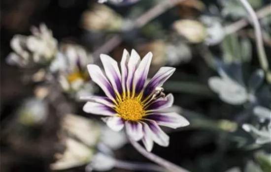 Gazania rigens Gazania rigens