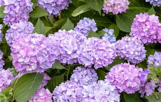 Hydrangea 'Endless Summer'® Hydrangea 'Endless Summer'®
