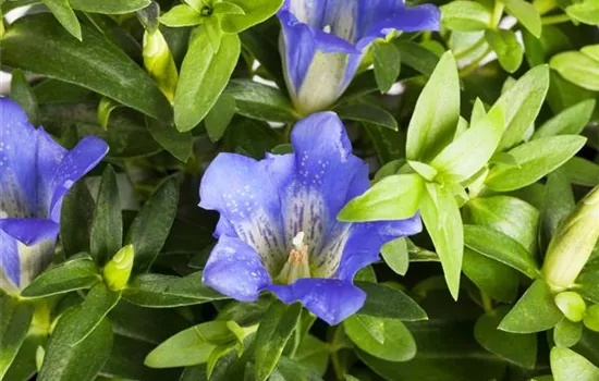 Gentiana scabra