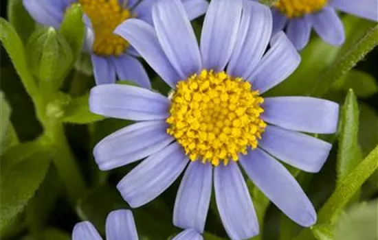 Felicia amelloides Felicia amelloides