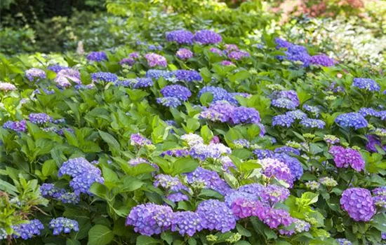 Hydrangea macrophylla Hydrangea macrophylla