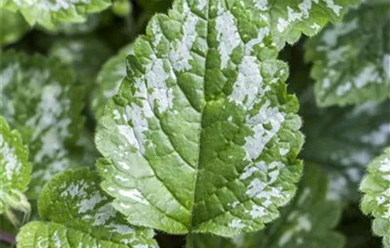 Lamium maculatum