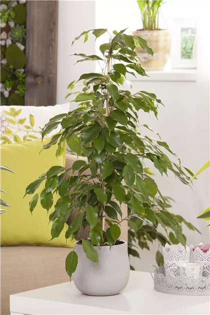 inkarho rhododendron düngen Rhododendron 'INKARHO® Dufthecke' Weiß kaufen main image 0