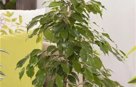 Ficus benjamina Ficus benjamina