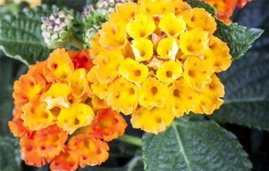 Lantana camara Lantana camara