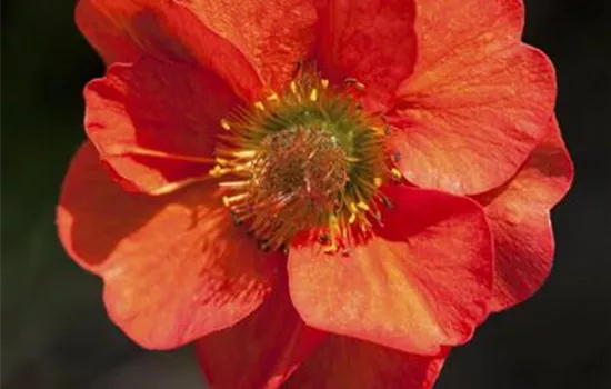 Geum coccineum Geum coccineum
