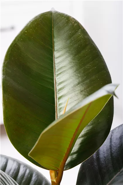 afra variegata Rainbow Elephant Bush main image 0