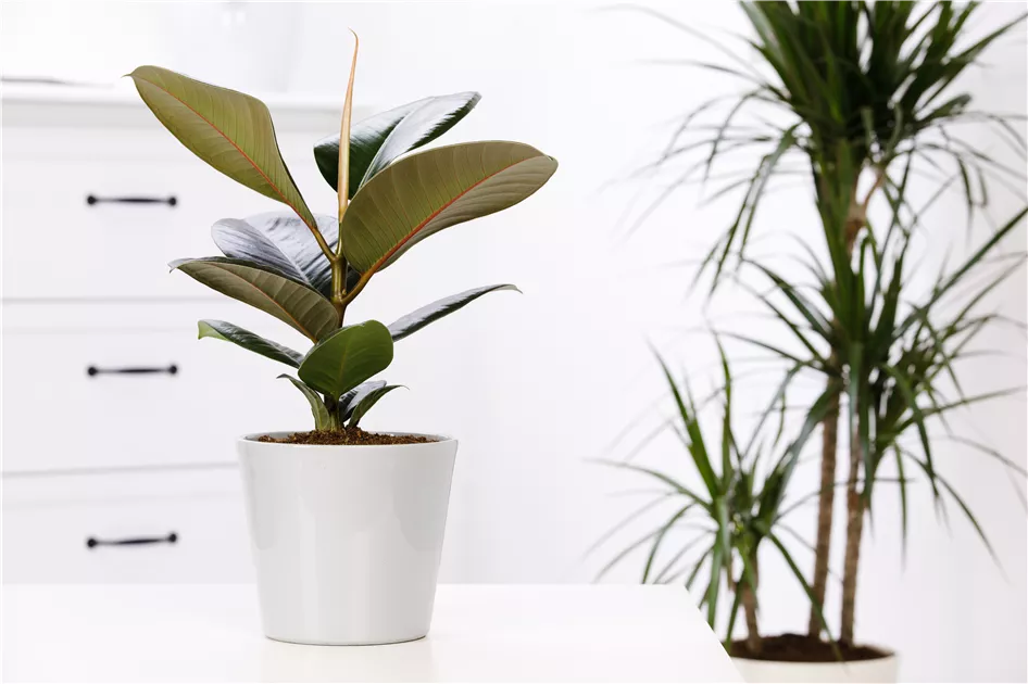 Ficus elastica