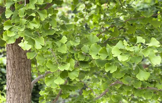 Ginkgo biloba Ginkgo biloba