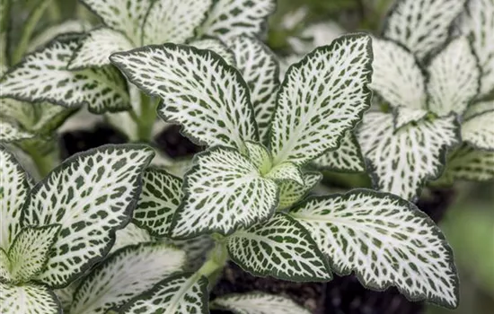 Fittonia verschaffeltii