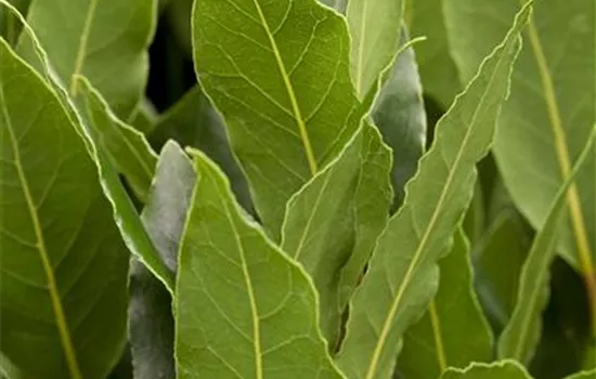 Laurus nobilis Laurus nobilis