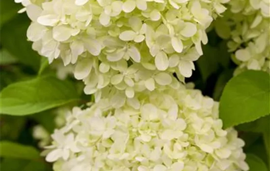 Hydrangea paniculata 'Limelight'(s) Hydrangea paniculata 'Limelight'(s)
