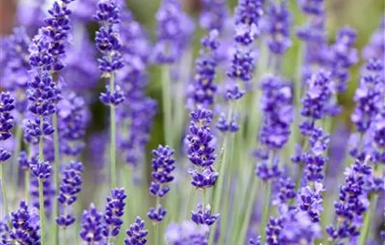 Lavandula angustifolia Lavandula angustifolia