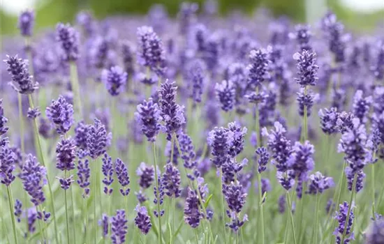 Lavandula angustifolia 'Hidcote Blue' Lavandula angustifolia 'Hidcote Blue'