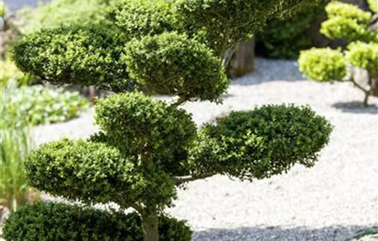 Formgehölze Formgehölze
