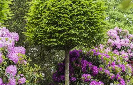 Formgehölze, Stamm Formgehölze, Stamm