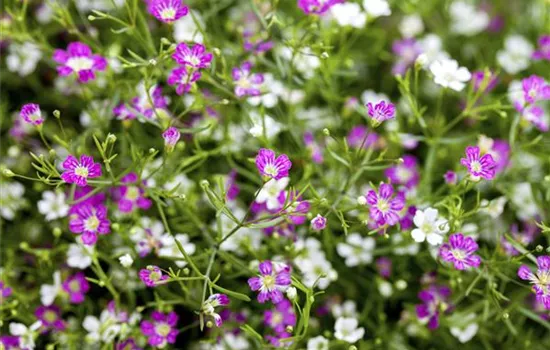 Gypsophila muralis Gypsophila muralis